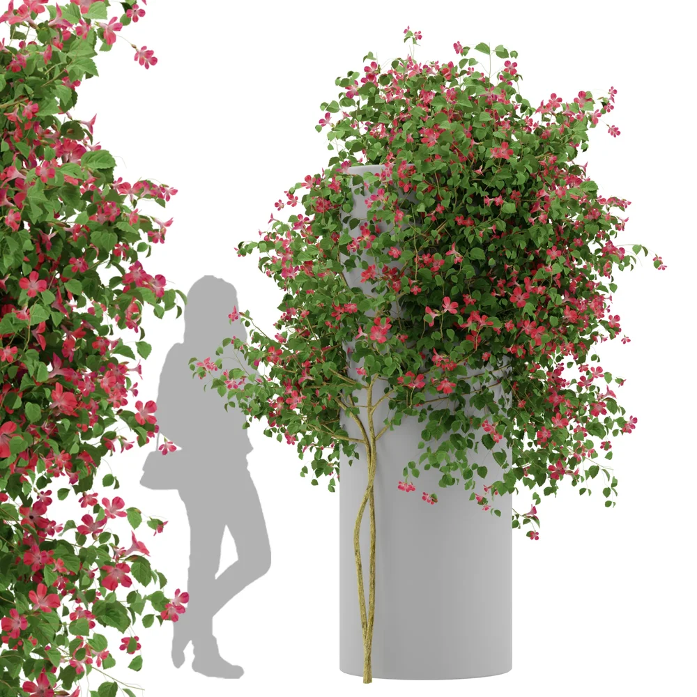 Ivy Flower Column - Chinese Trumpet Vine