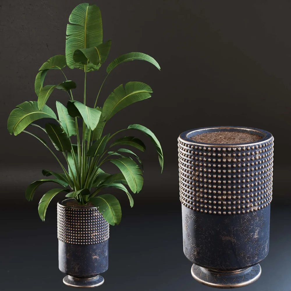 Sj-Strelitzia-Lux Pot 02