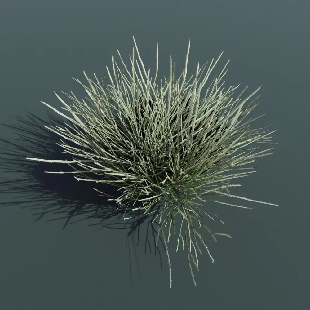 Plant Ephedra Nevadensis Small