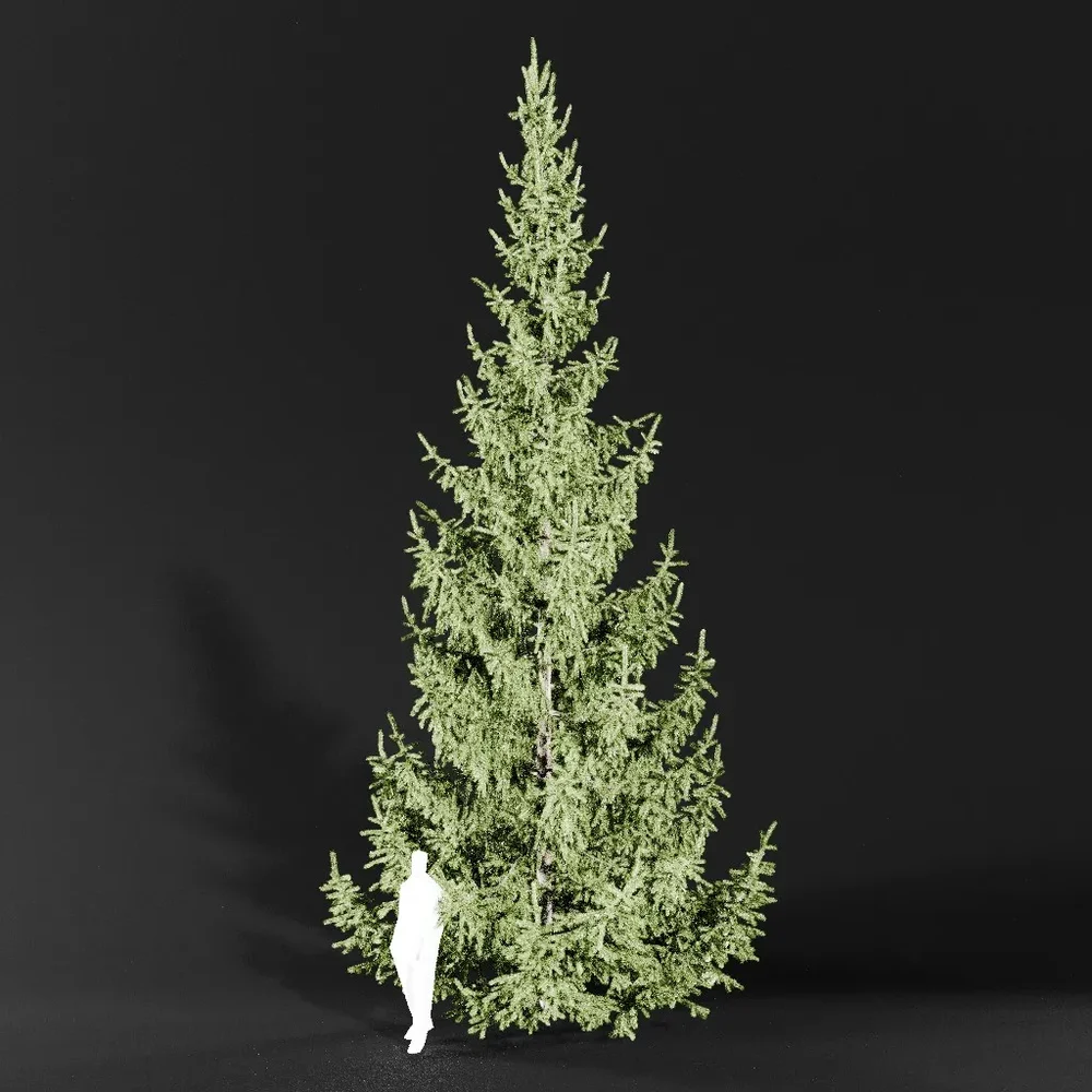 Norway Spruce Picea Abies 9.3m