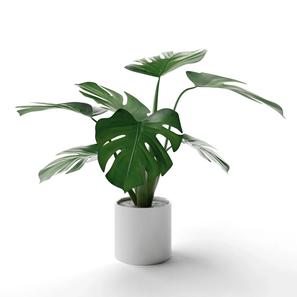 Monstera
