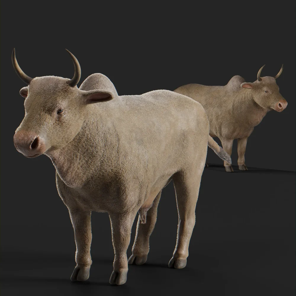 Ox Animal