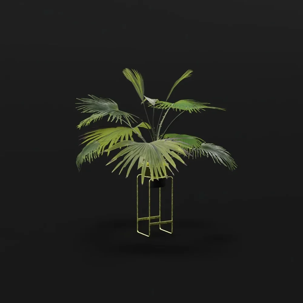 Fan Palm Young Potted