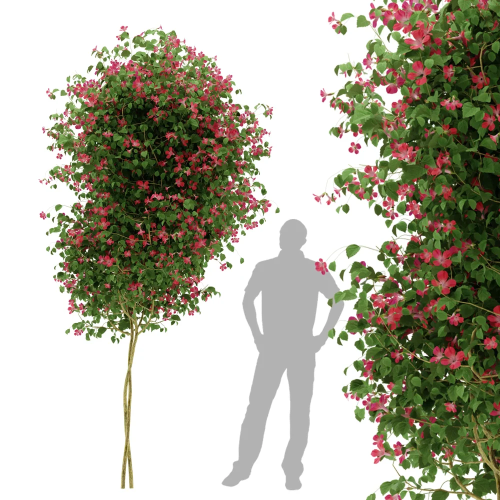 Ivy Flower - Chinese Trumpet Vine