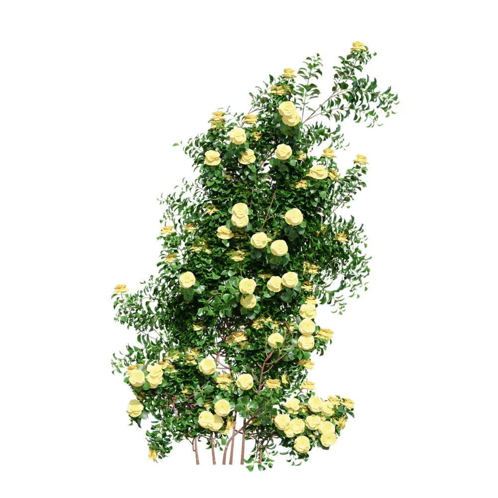Climbing Roses Wall Grow Yellow
