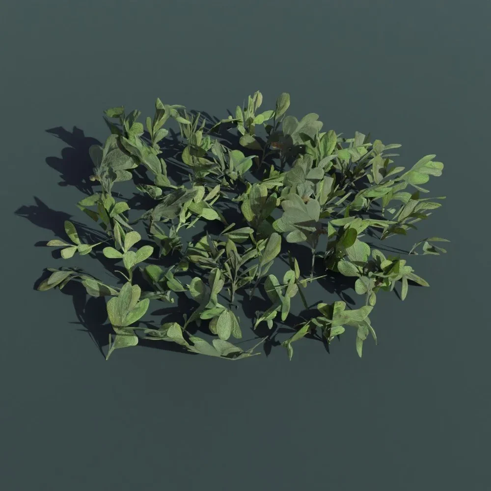Plant Kinnick Large