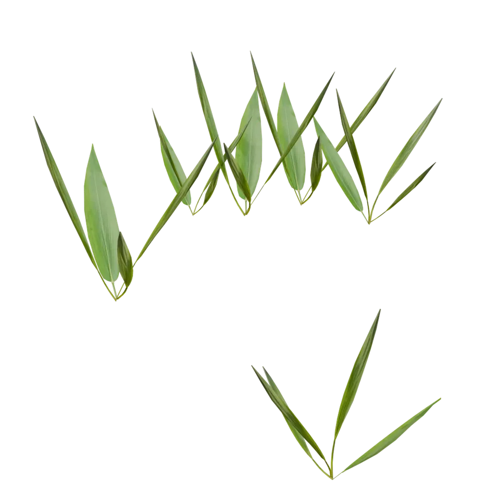 Outdoor Small Plant