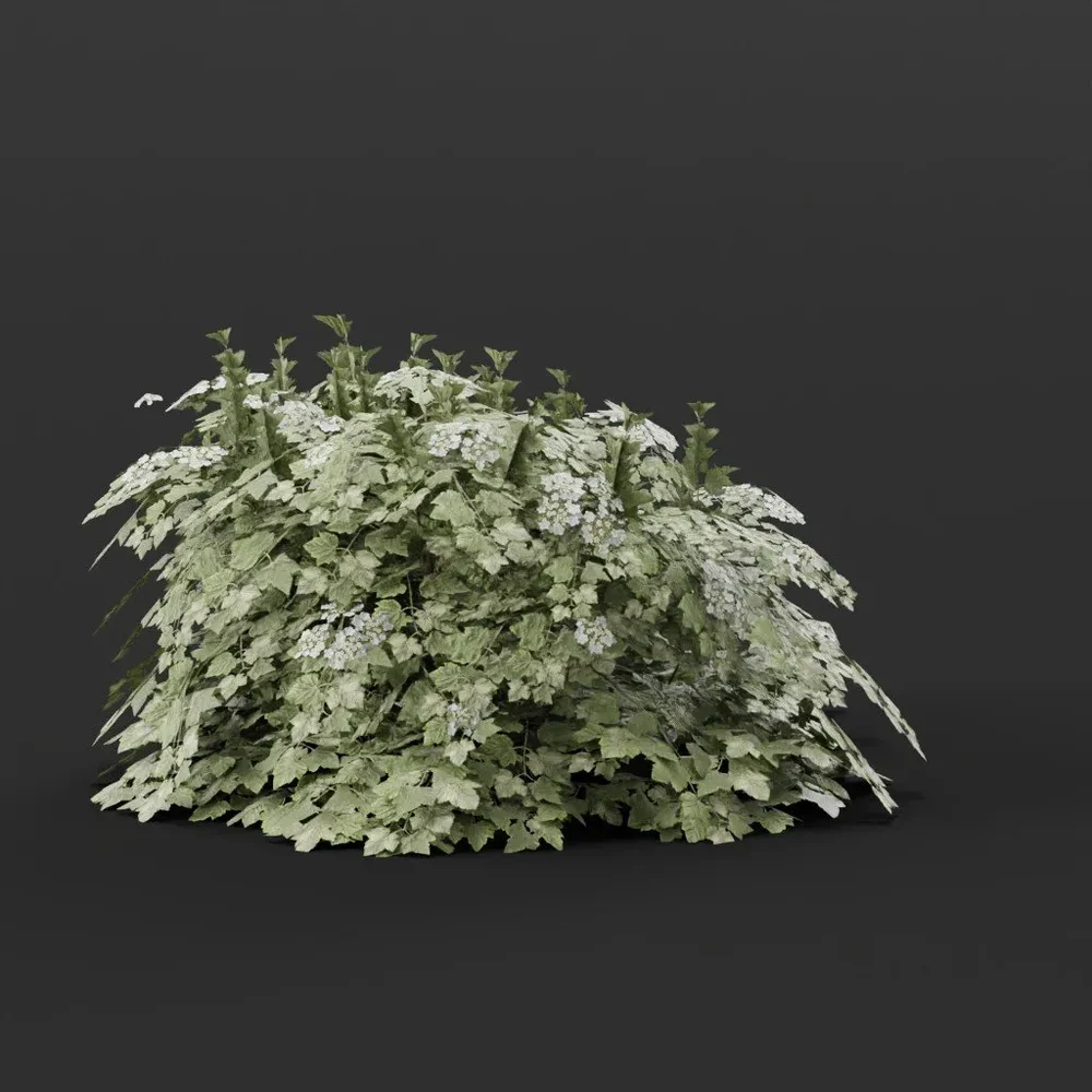 Cranberry Bush Small Variation