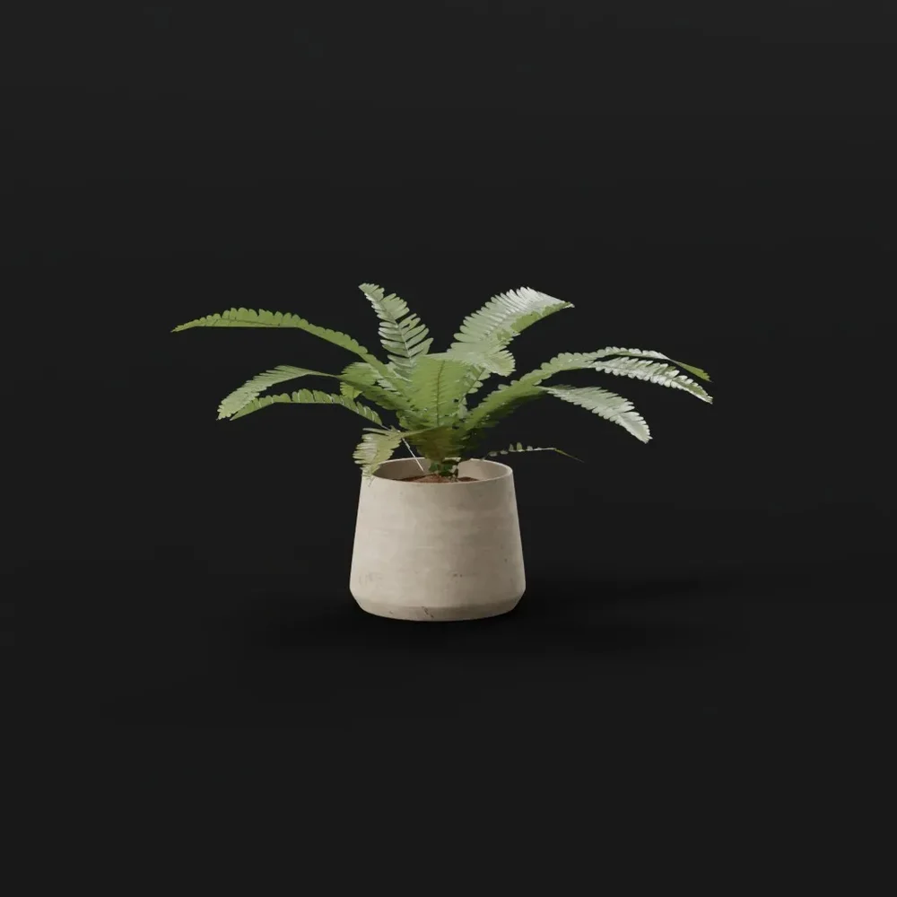 Generic Fern Med Potted