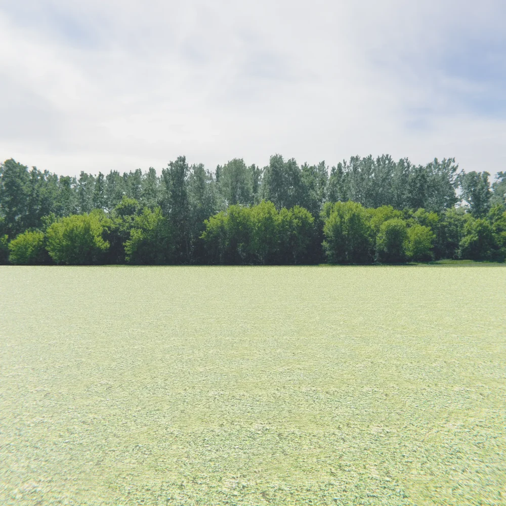 Greenleaf Treeline Backdrop 003