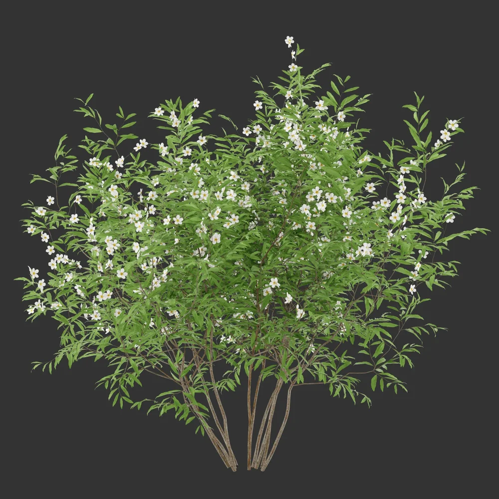 Summer Flowering Bush Q