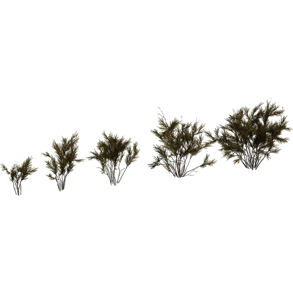 Wild Rooibos Bush