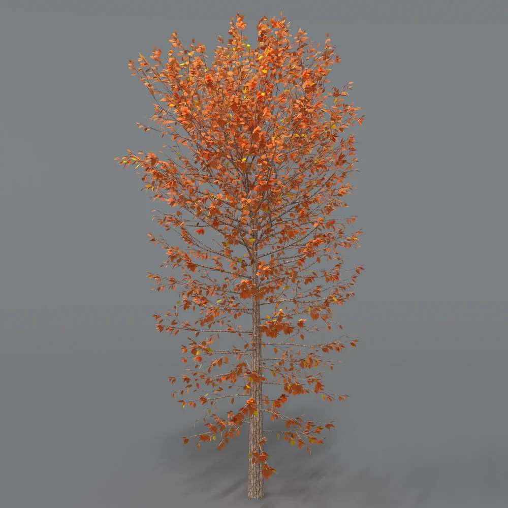 Forest Tree
