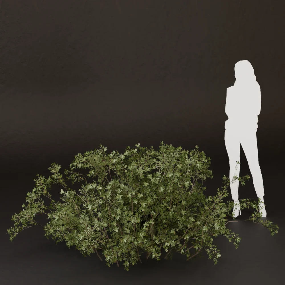 Sj-Dense Woodland Corner Bush