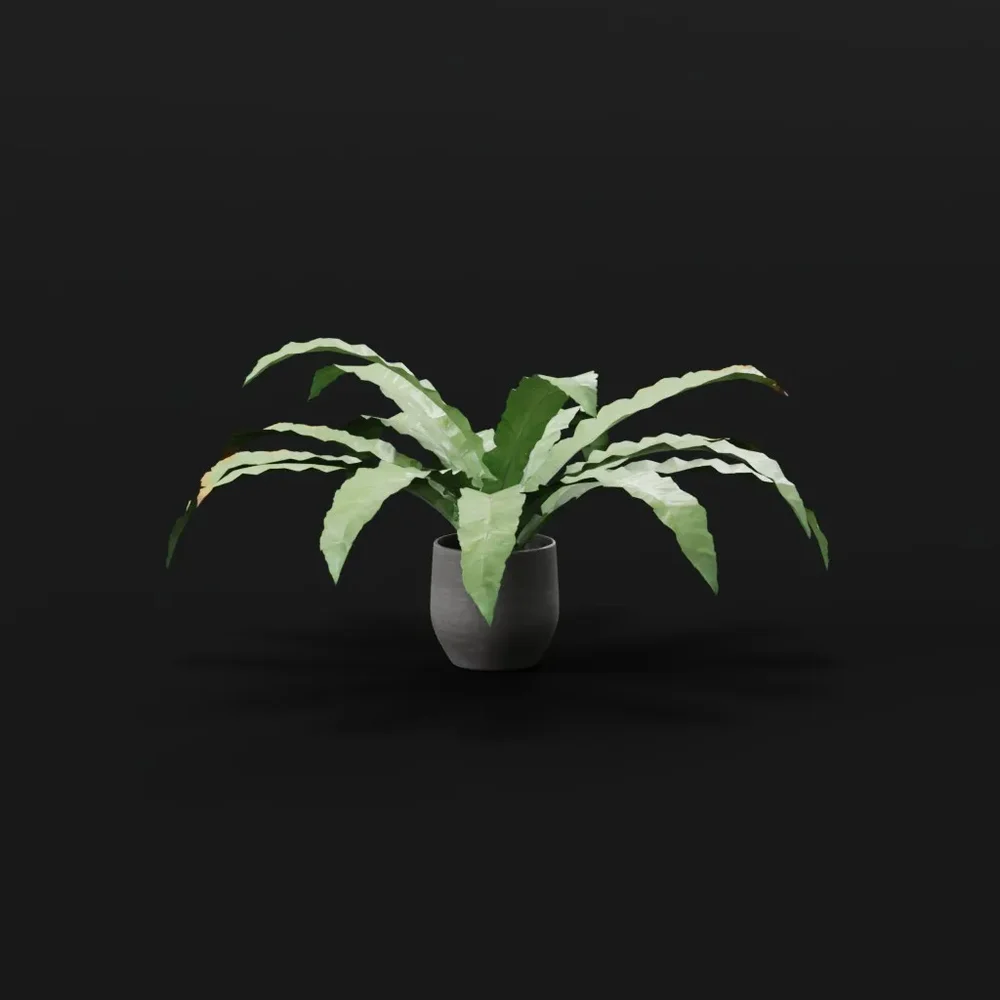 Hart Tongue Fern Large Potted