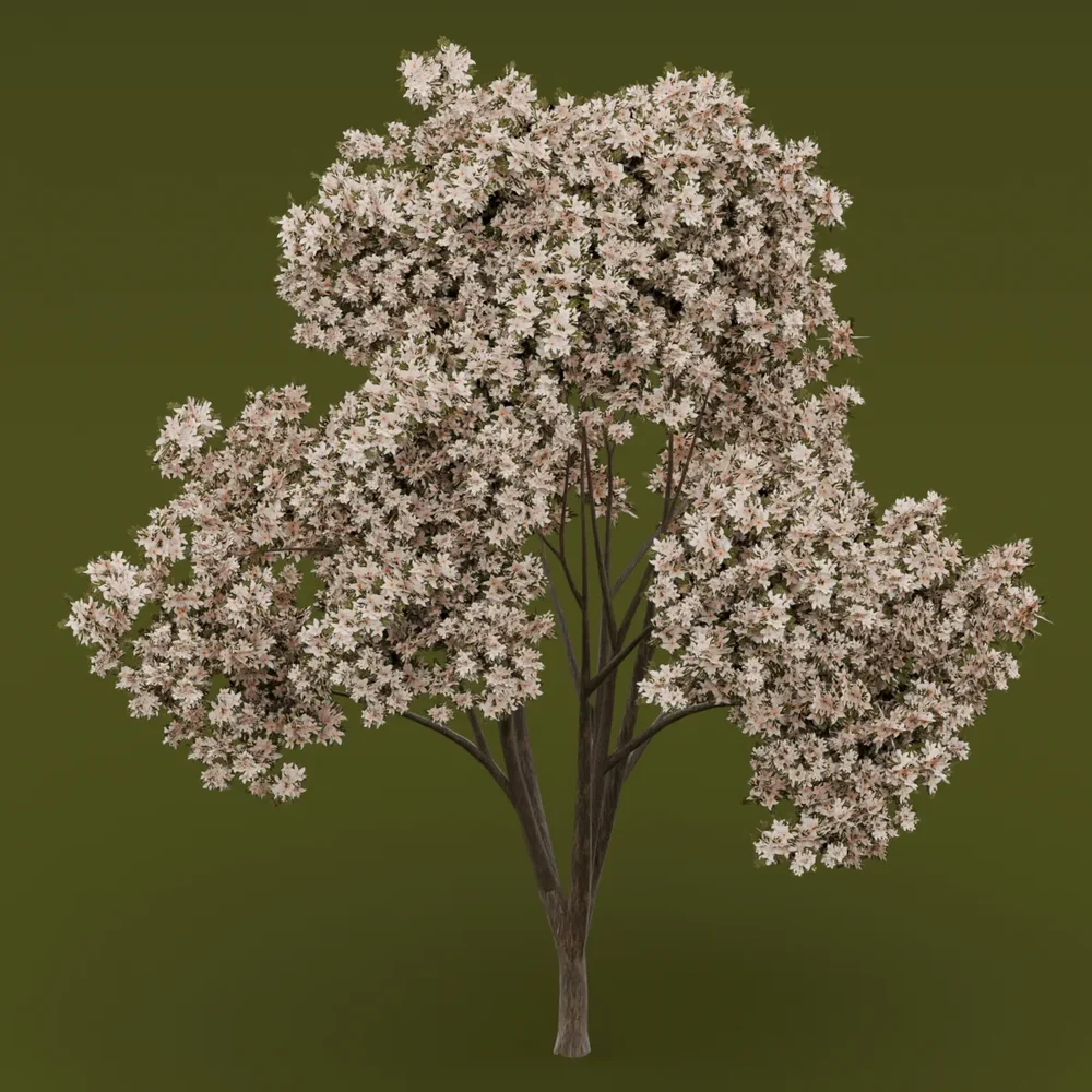White Flowered-Light Green Leaved Tree