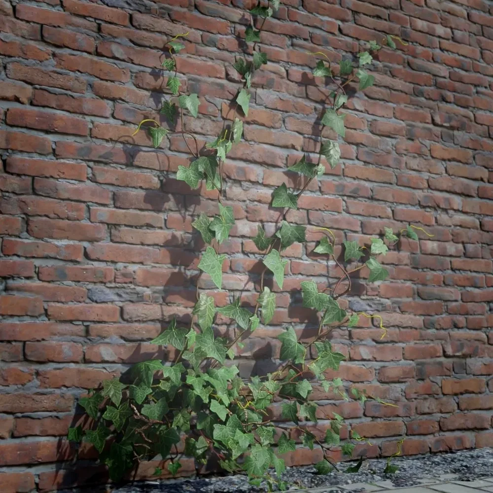 Ivy Creeper Going Up 2m 05