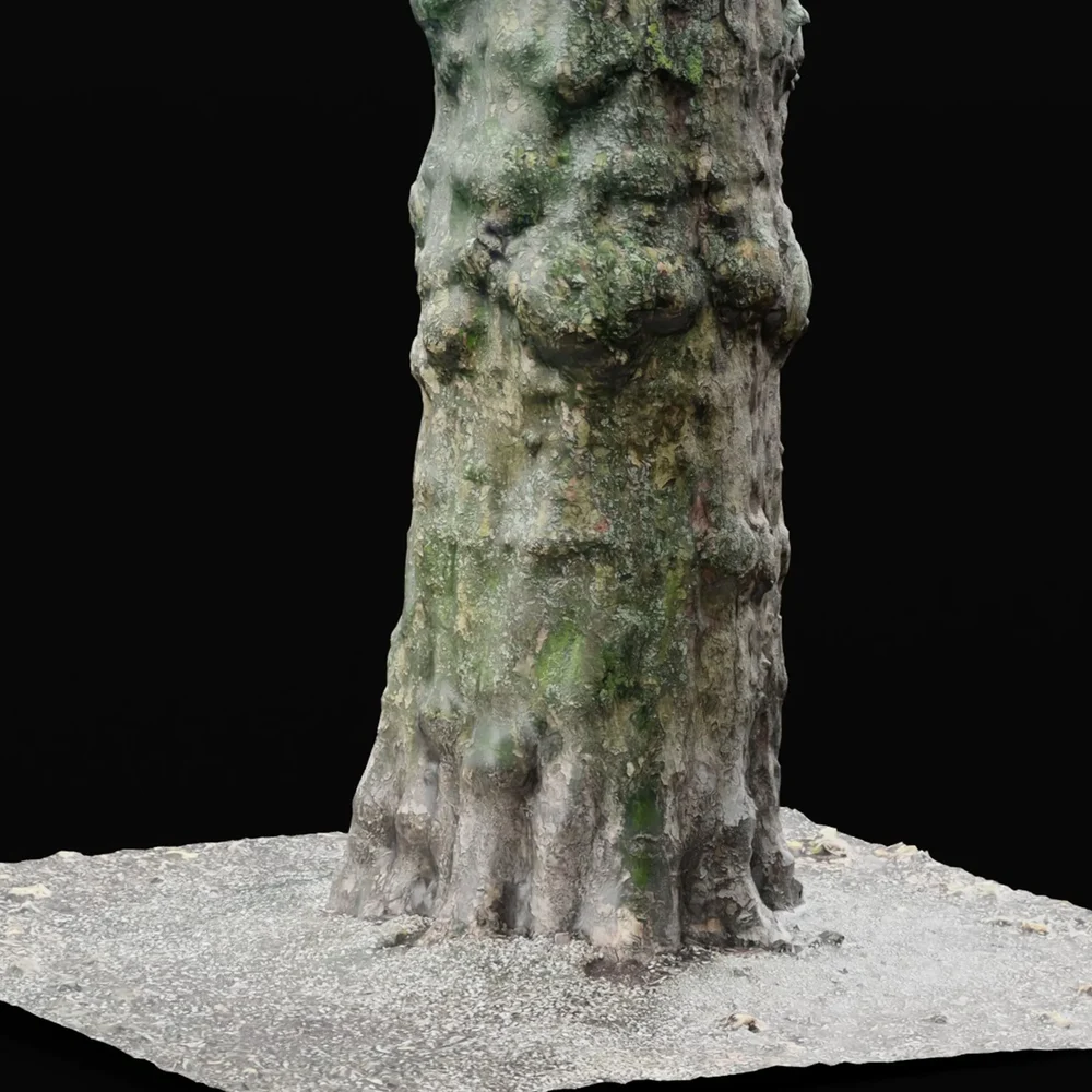 Tree Trunk (Photoscanned)