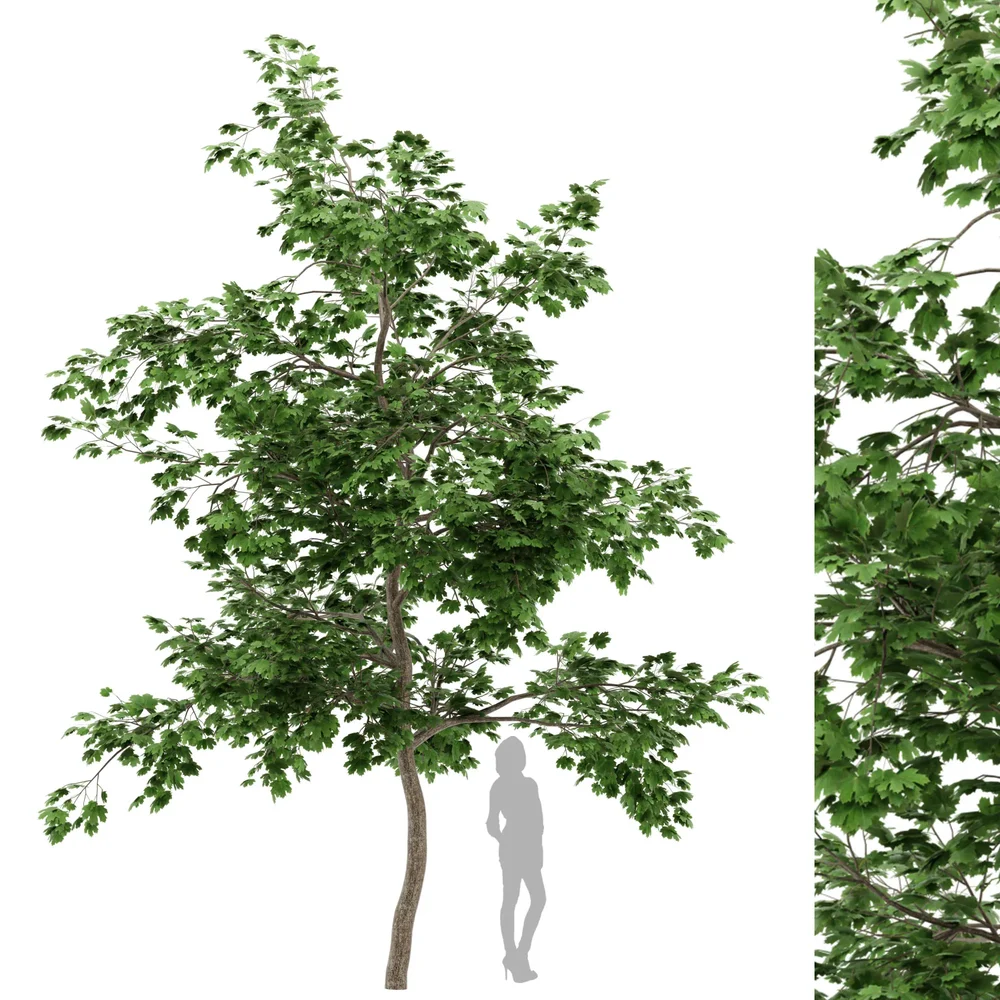 Norway Maple Tree