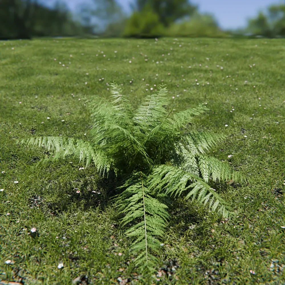 Ostrich Fern