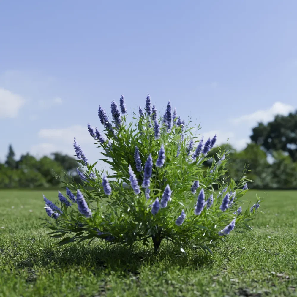 Shurb Spirea Care Blue Mist Animated
