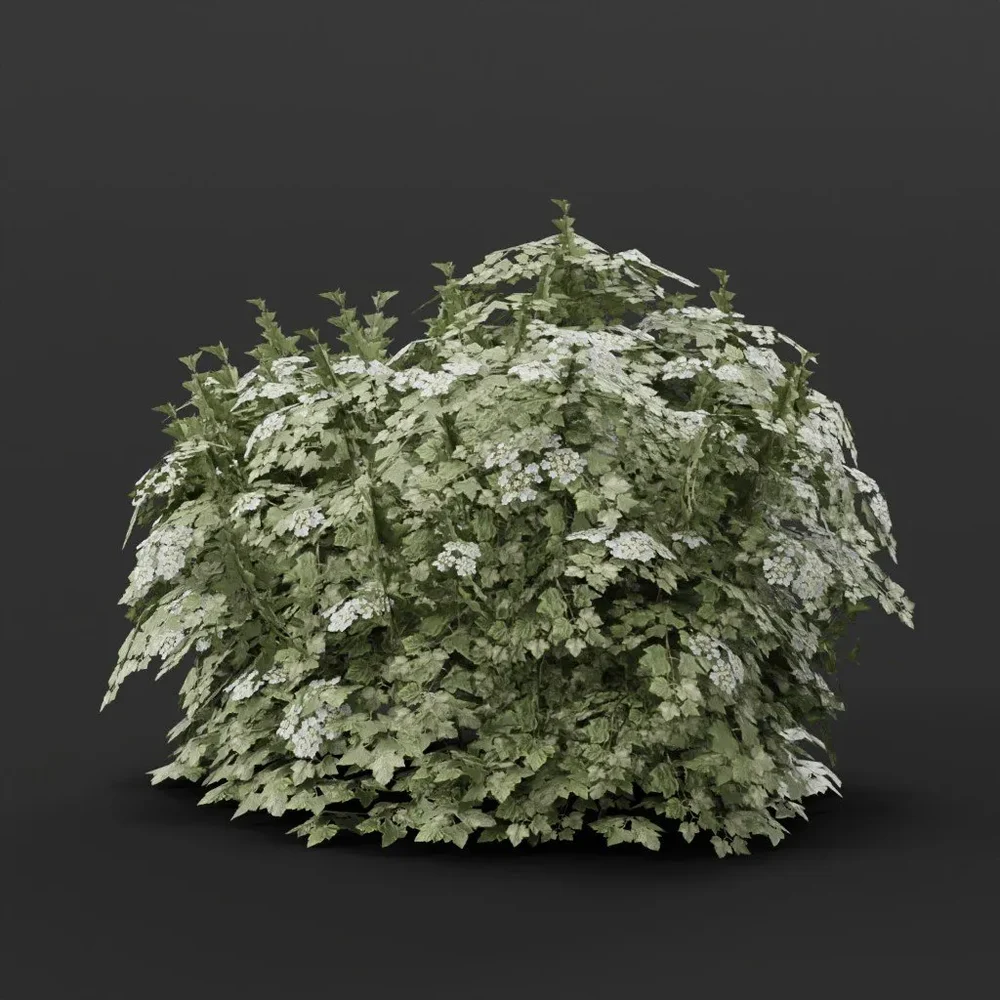 Cranberry Bush Large Variation