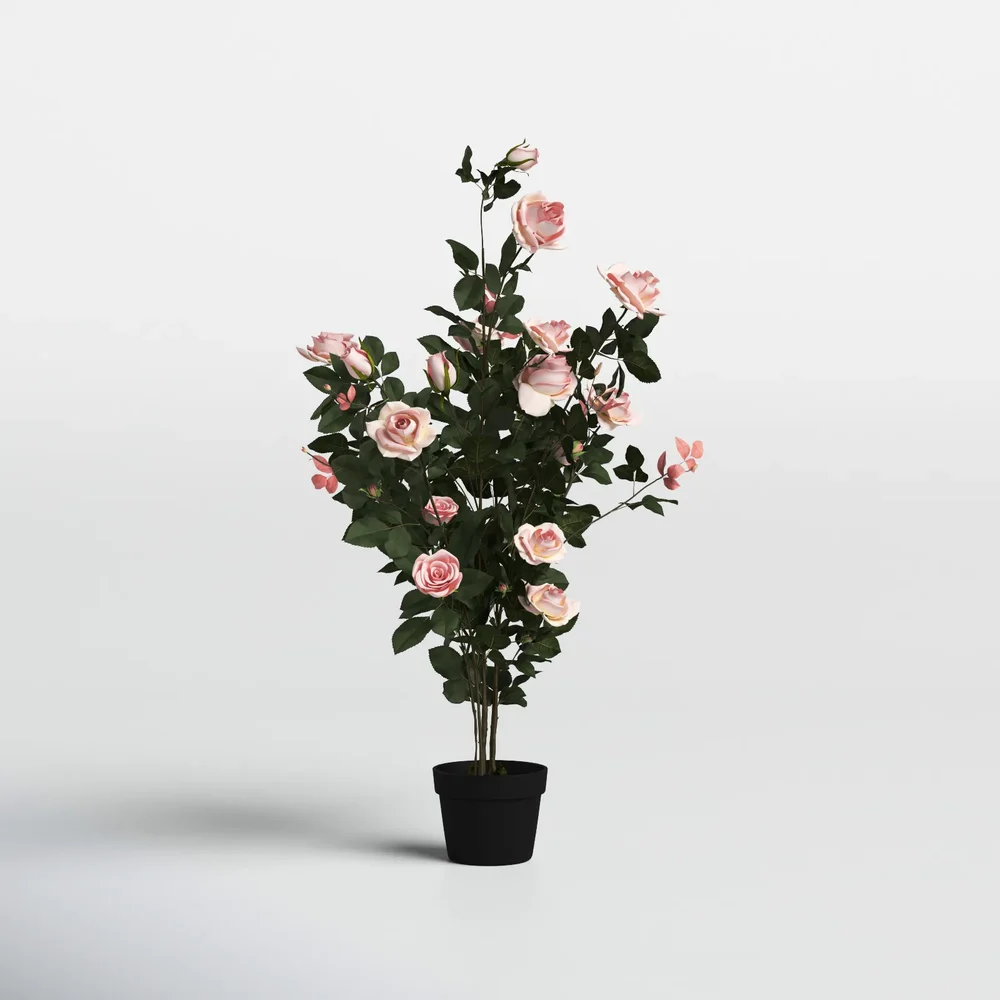 Romantic Indoor Rose Plant