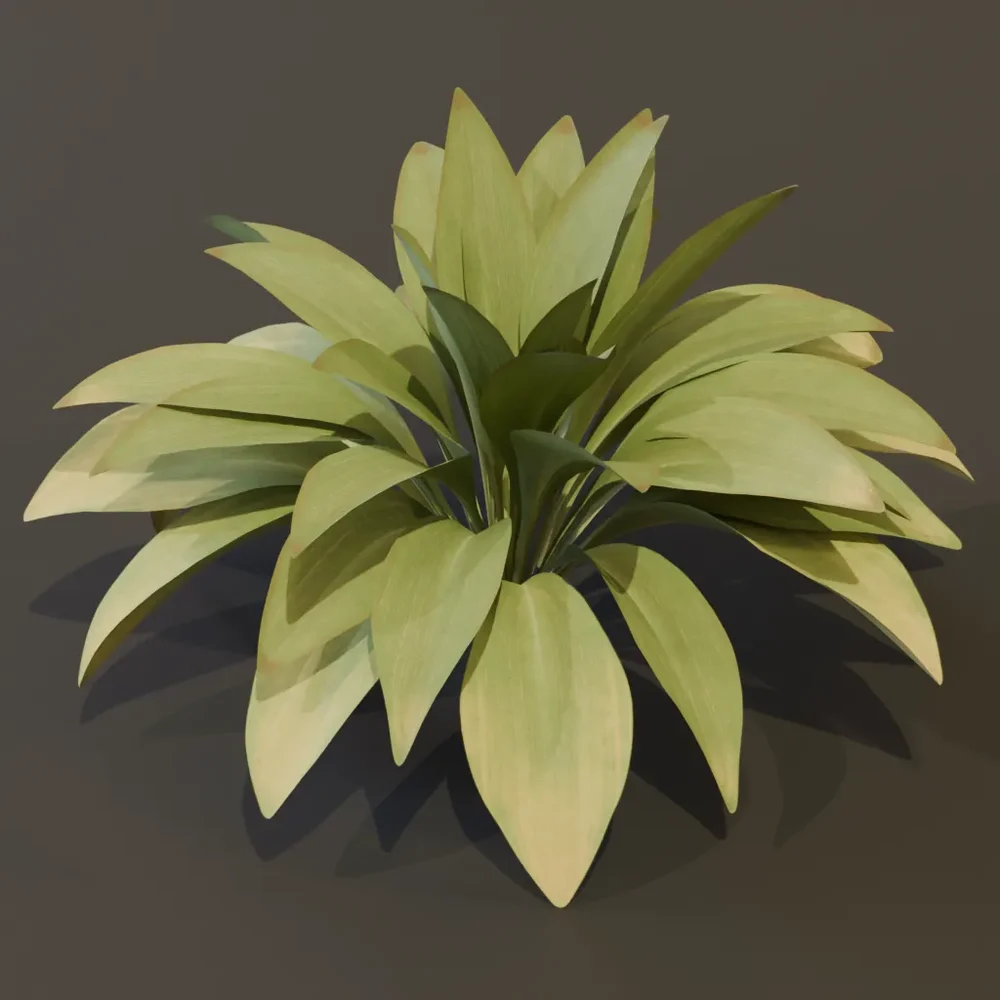 Haran Cast Iron Plant Elder Var