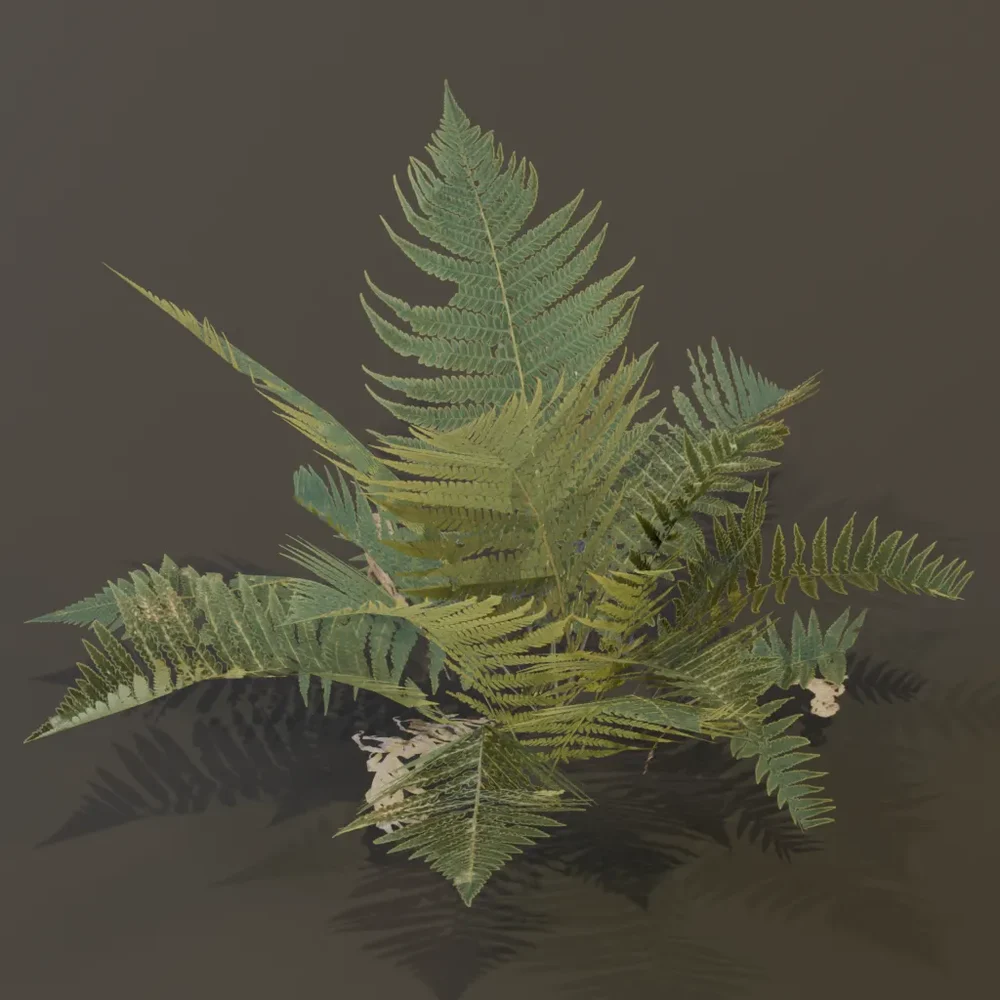 Lady Fern Large