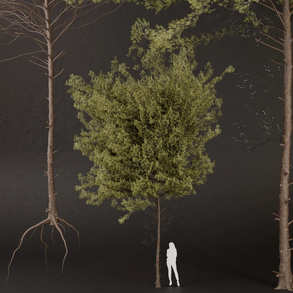 Sj-Verdant Pine Embrace