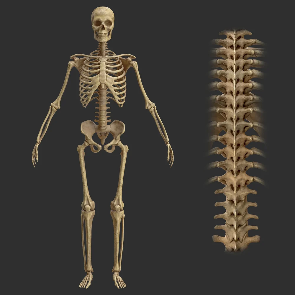 Human Stylized Rigged Male Skeleton