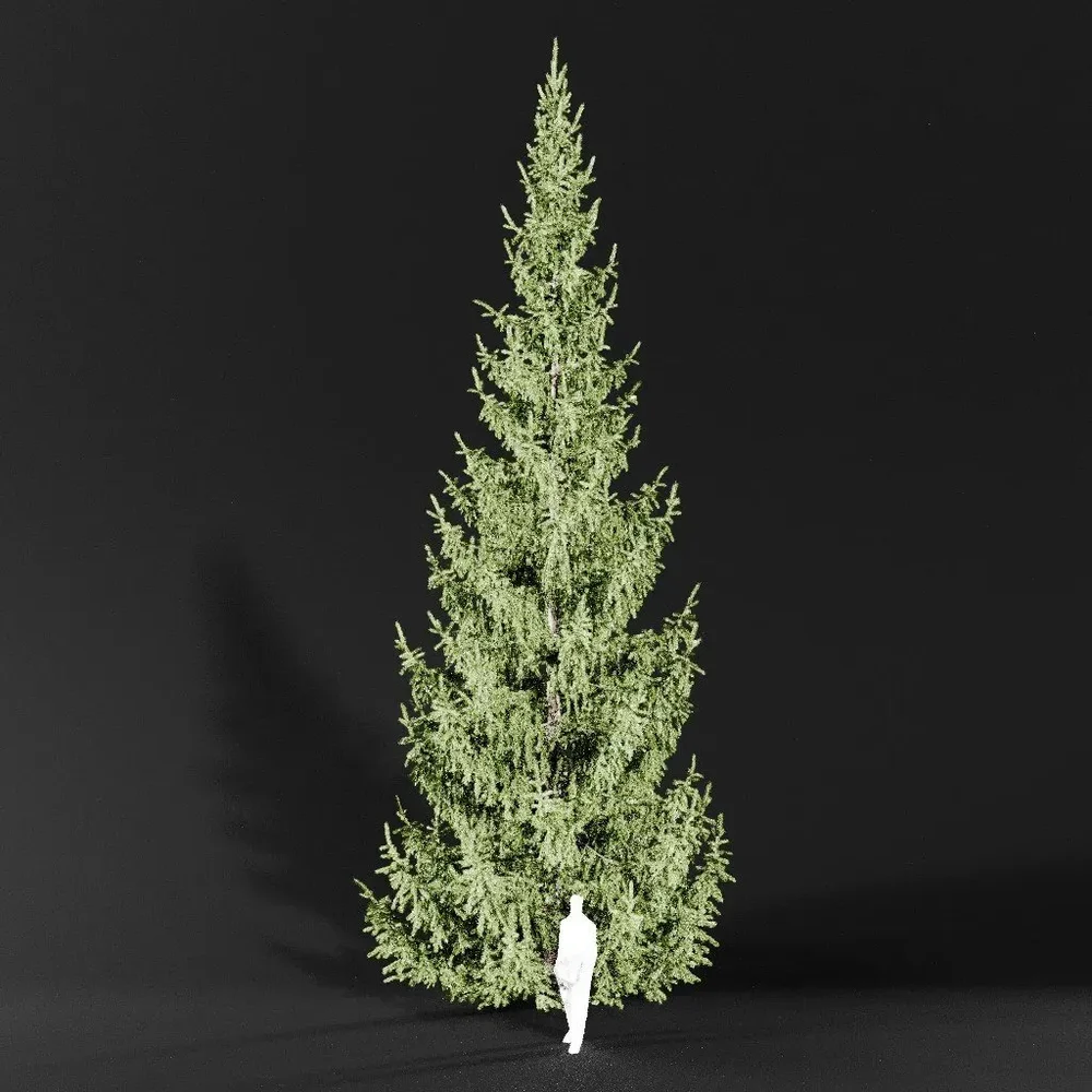 Norway Spruce Picea Abies 12m