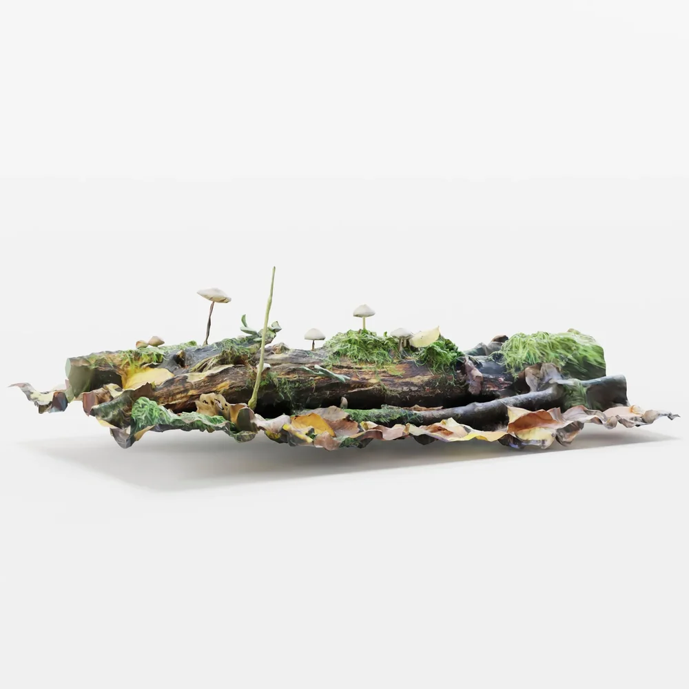 Forest Ground With Dead Log Mushrooms