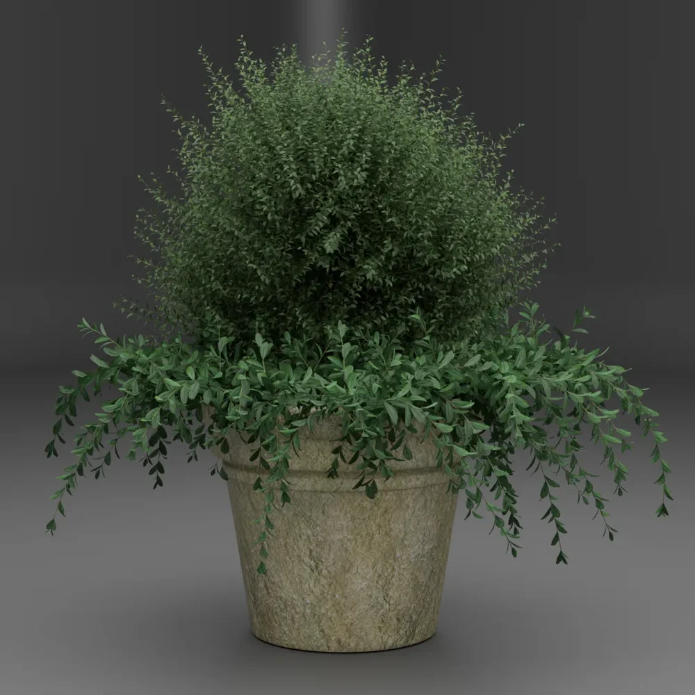 Potted Green Bush