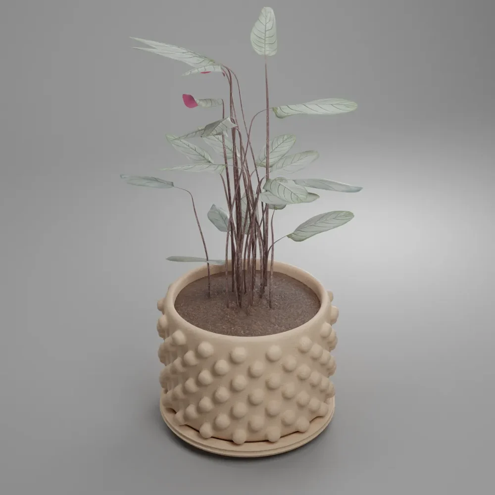 Never Never Plant Chenanthe In Pot