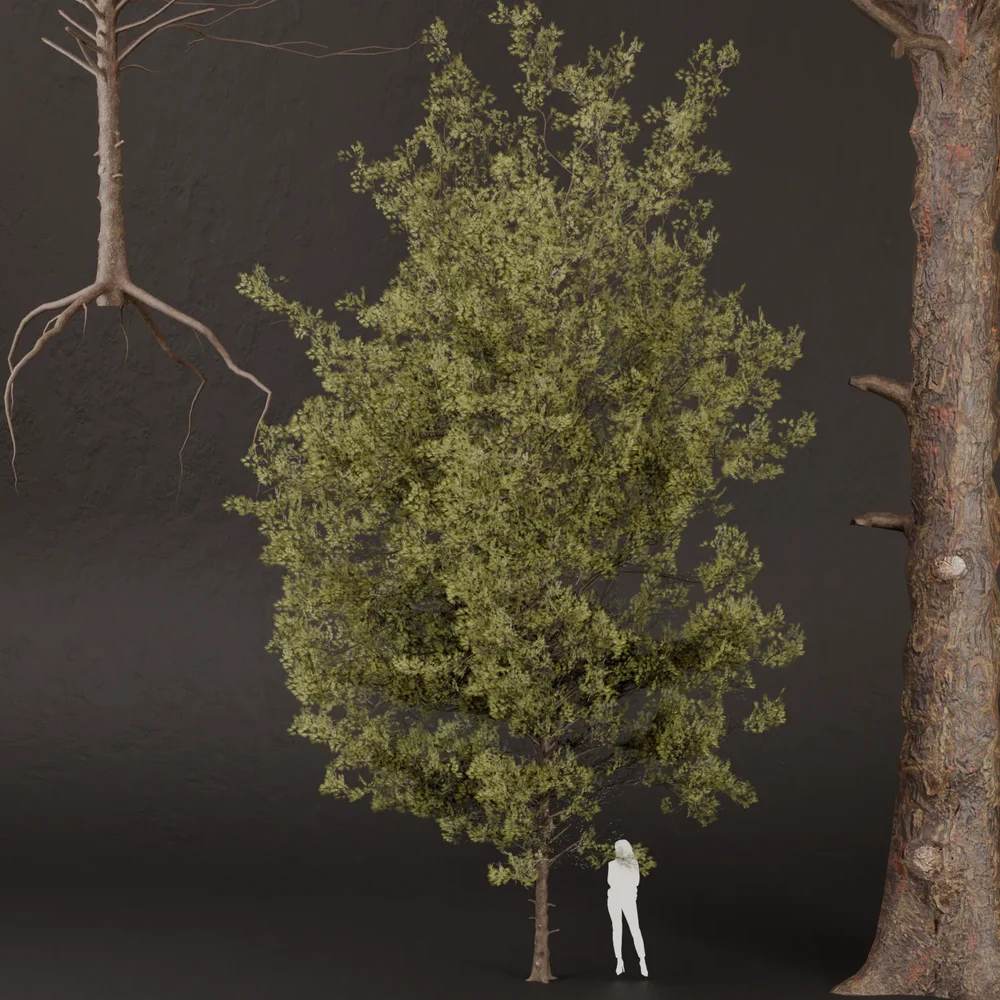 Sj-High Detail Pine Tree Model