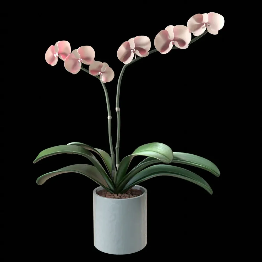 Phalaenopsis Orchid Flower