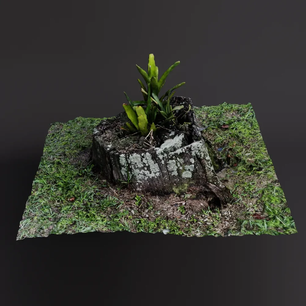 Tree Stump With Plant