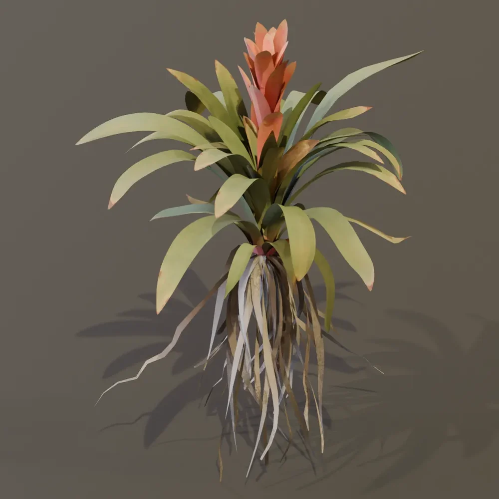 Bromeliad Tropical Flower Large