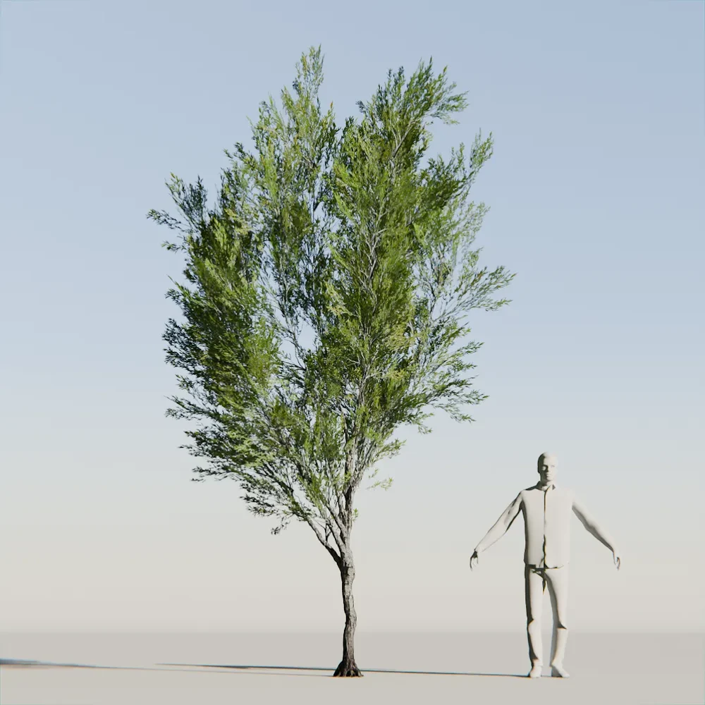 Coral Bark Tree Animated Lowpoly