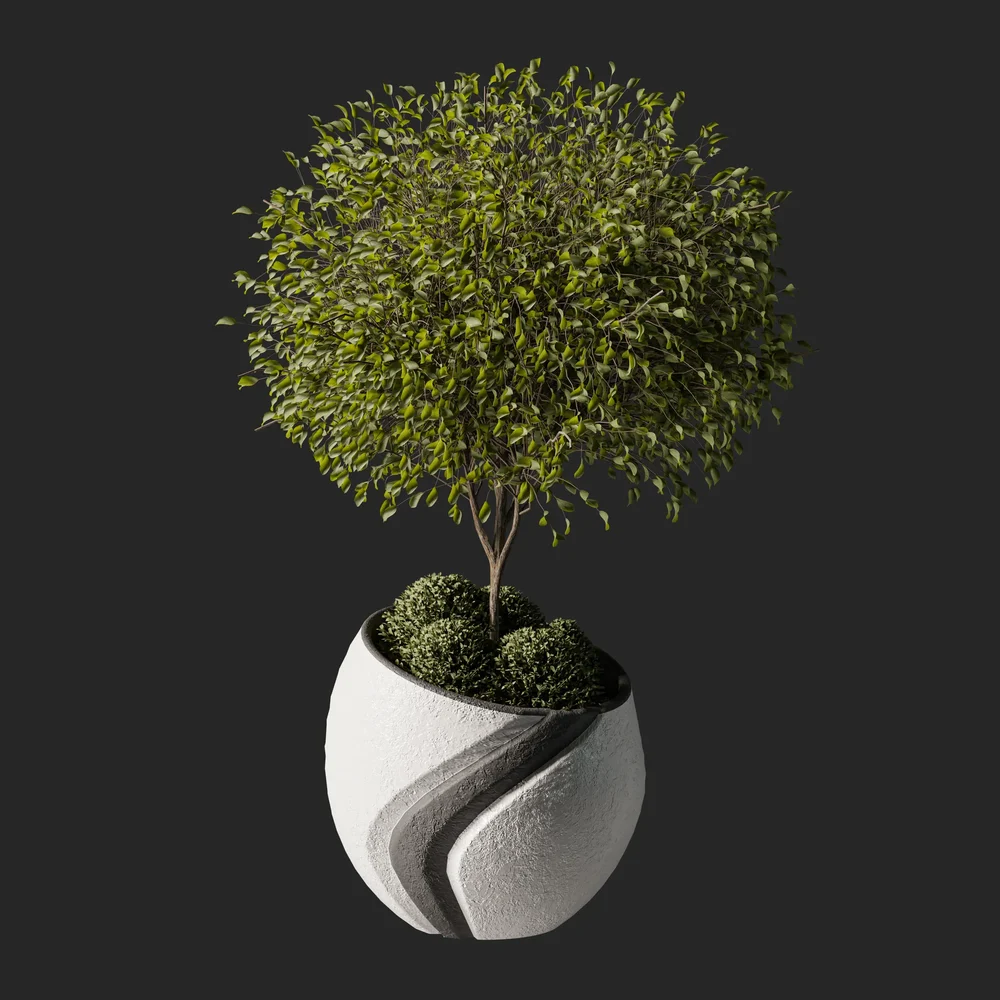 Weeping Fig Plant 06