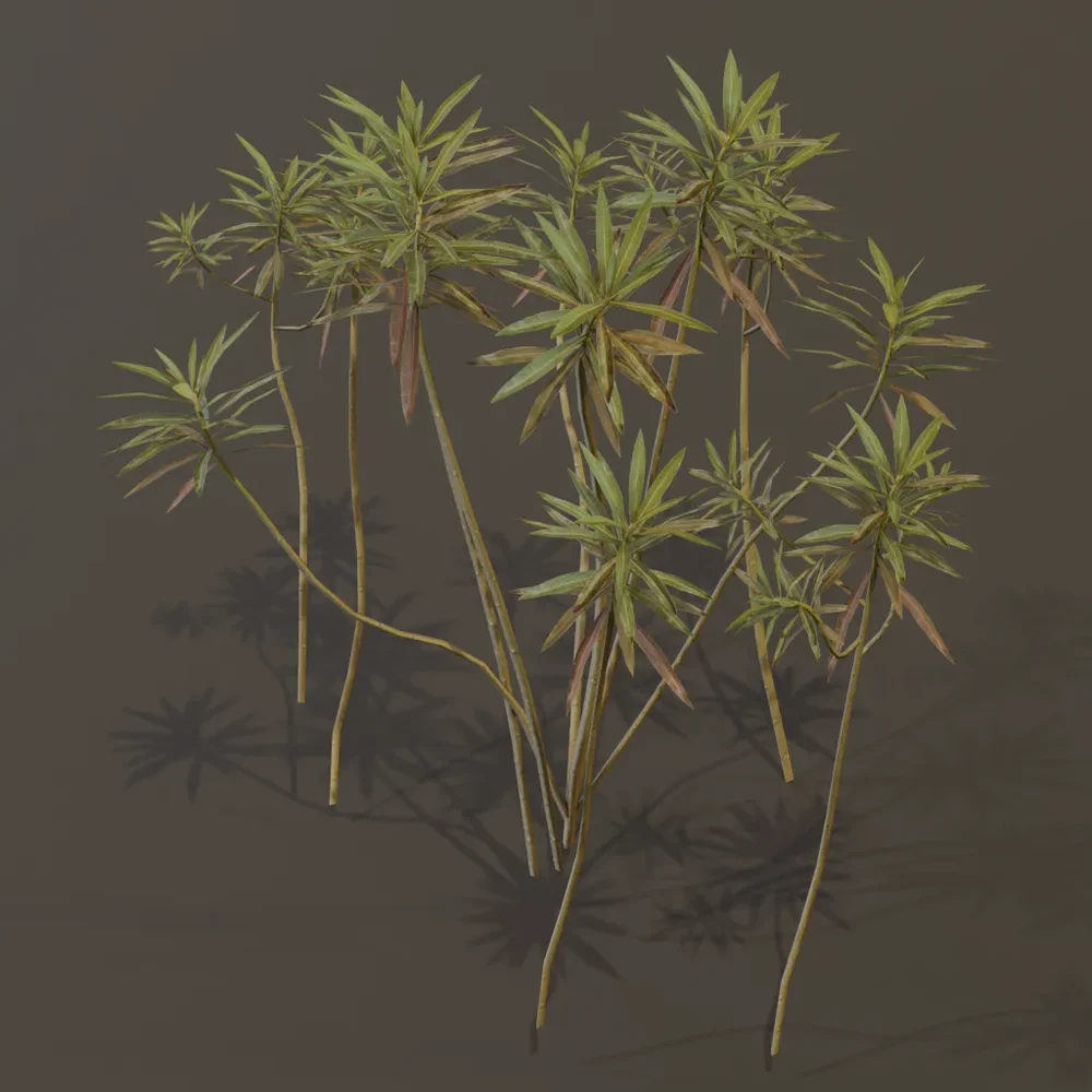 Honey Spurge Bush Sparce