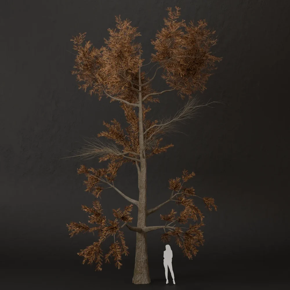 Sj-Sleepy Season Pine Tree