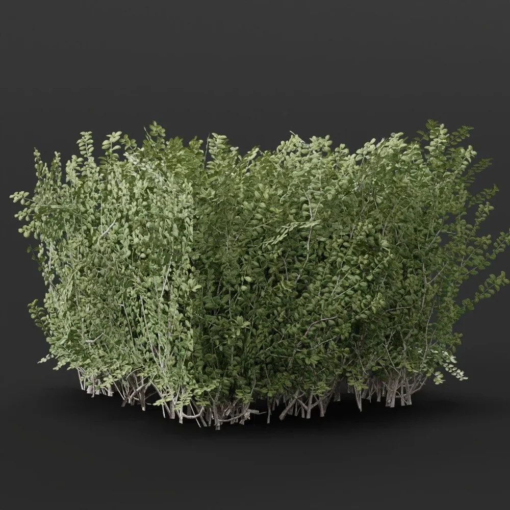 Boxwood Hedge Edge Variation