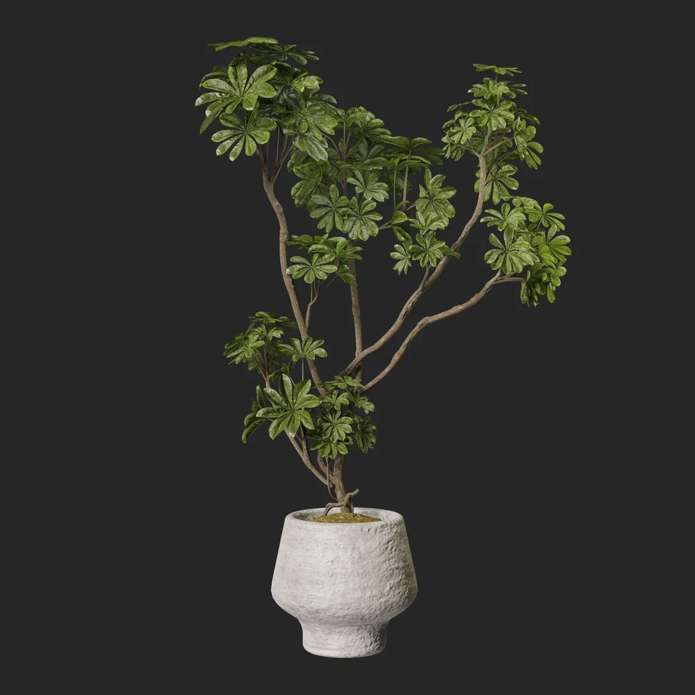 Plant