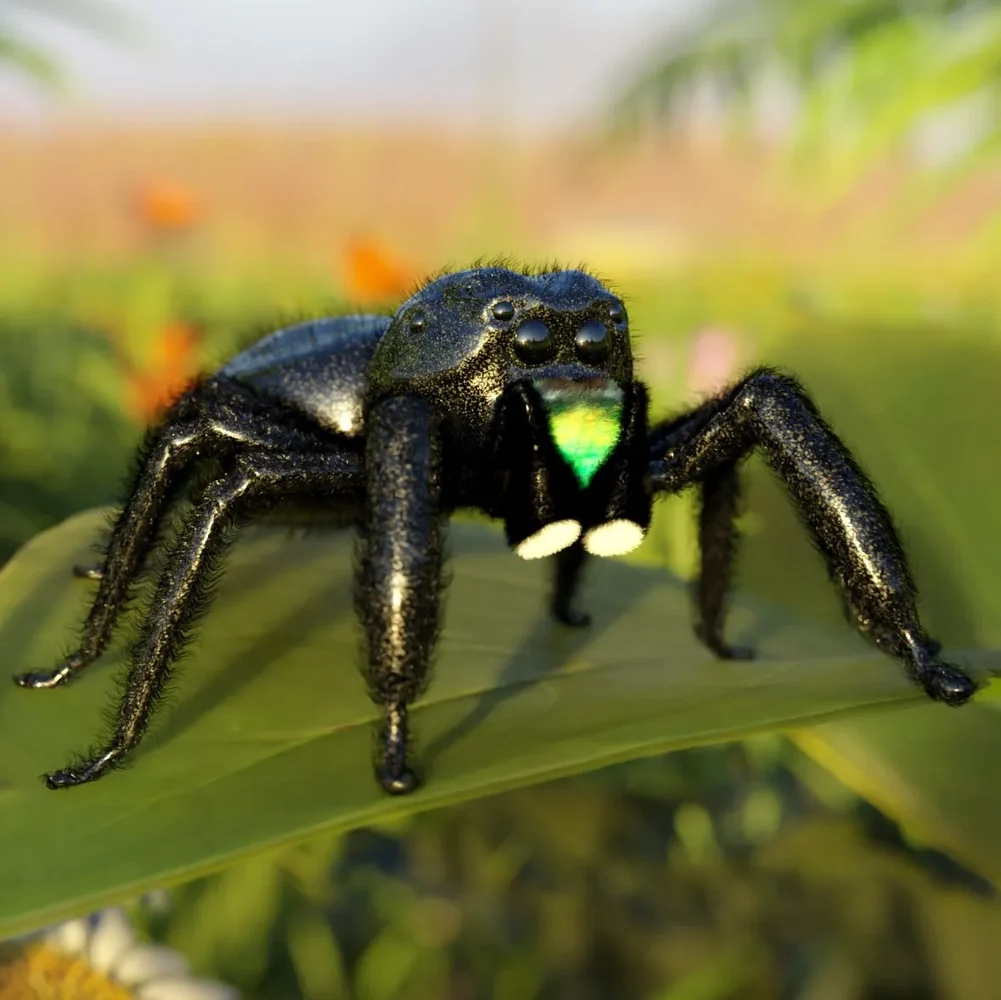 Jumping Spider (Ik Rigged)
