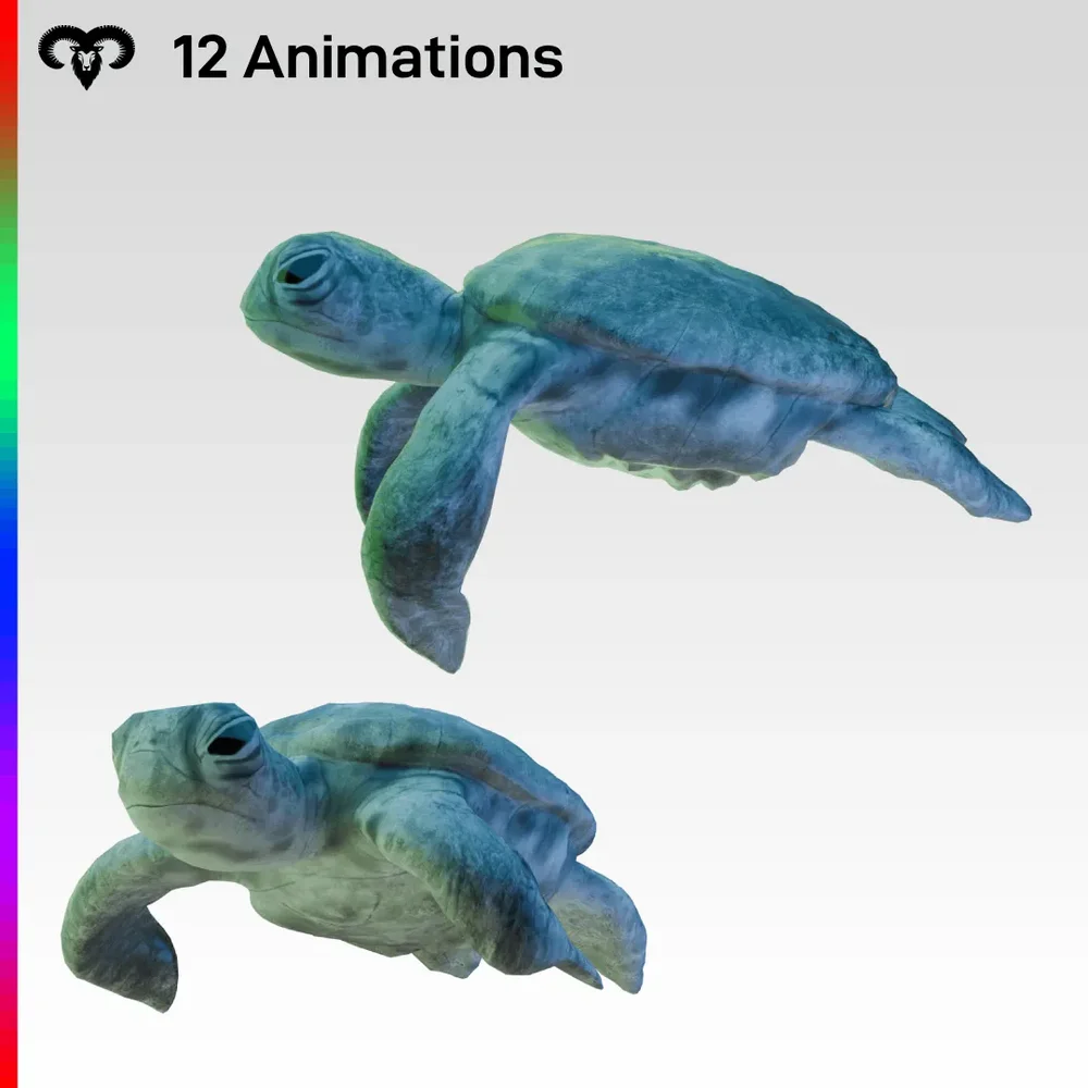 Baby Turtle Animated