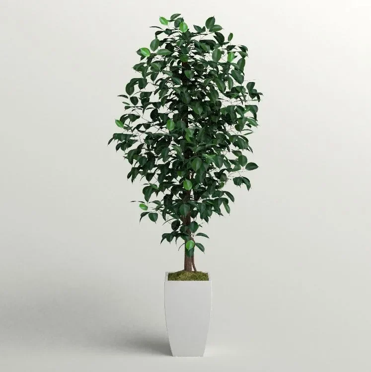 Faux Ficus Tree In Porcelain Planter