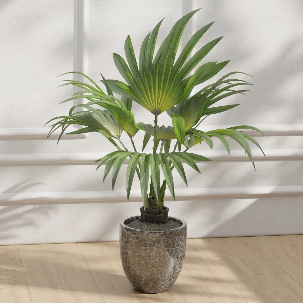 Indoor Potted Plant