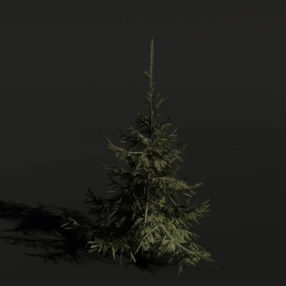 Tree Sprucesiberian D1